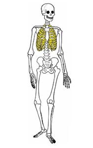 Bones of the body 1.jpg