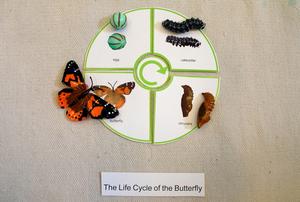File:Butterfly life cycle.JPG