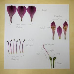 File:Flower Dissection Page.JPG