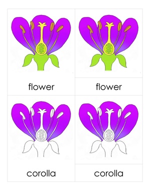 3PC Flower Parts.pdf