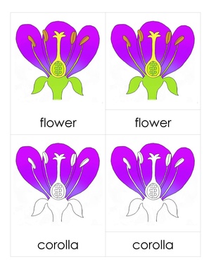 3PC Flower Parts.pdf