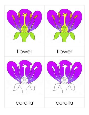 File:3PC Flower Parts.pdf - Montessori Album