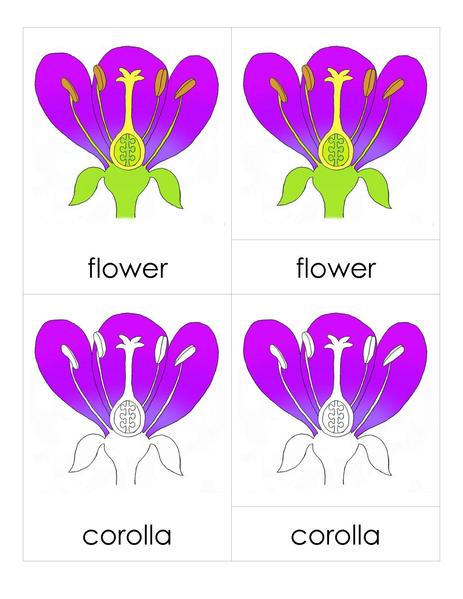 File:3PC Flower Parts.pdf