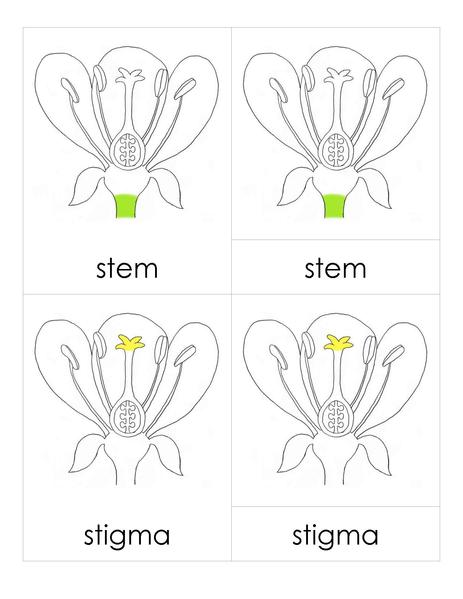 File:3PC Flower Parts.pdf