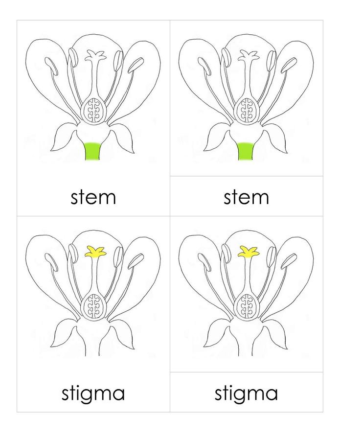 File:3PC Flower Parts.pdf - Montessori Album