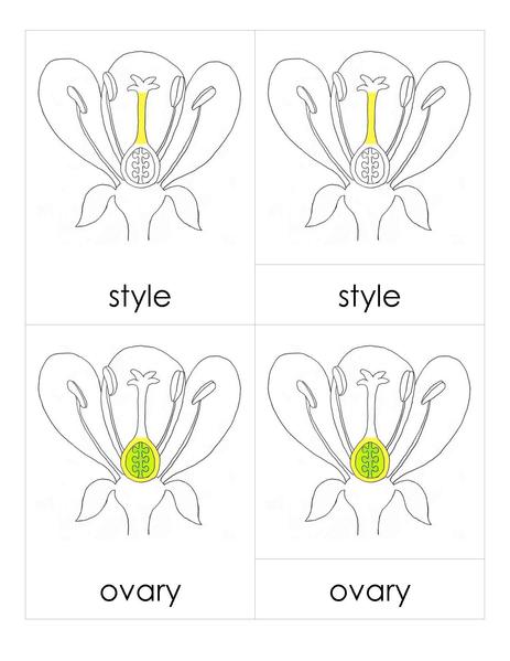File:3PC Flower Parts.pdf