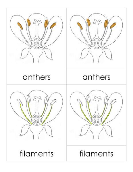 File:3PC Flower Parts.pdf