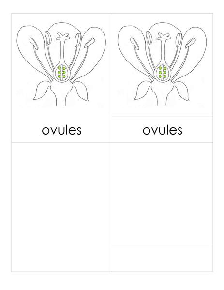 File:3PC Flower Parts.pdf