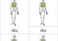 Parts of a Human Skeleton 3-Part Cards