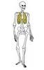 Bones of the body 1.jpg