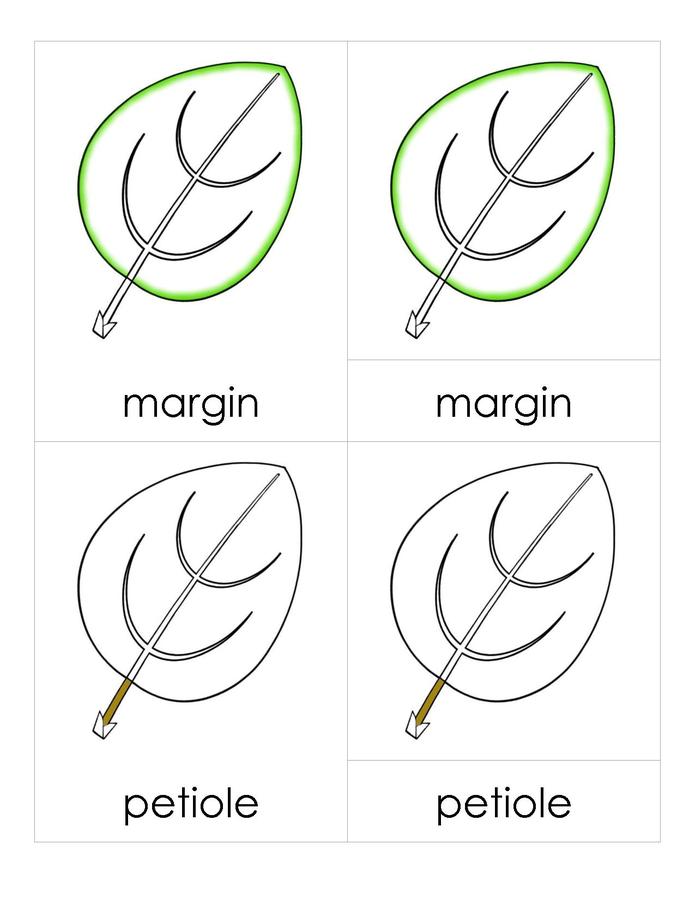 File:3PC Leaf Parts.pdf - Montessori Album