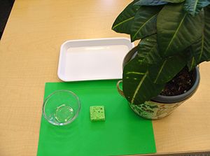 Leaf Washing small.jpg