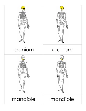 3PC Skeleton.pdf