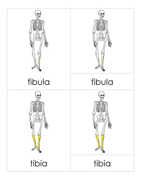 File:3PC Skeleton.pdf