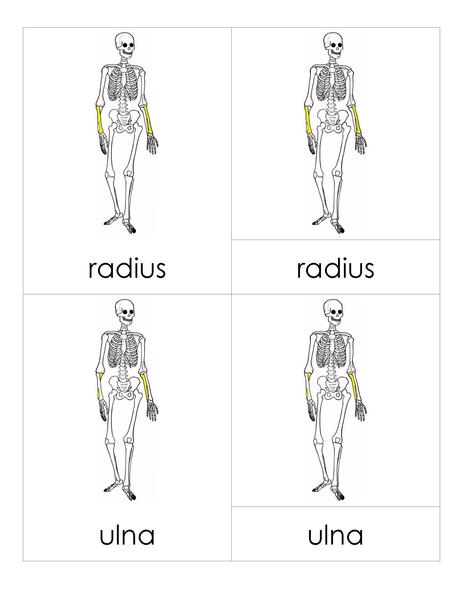 File:3PC Skeleton.pdf