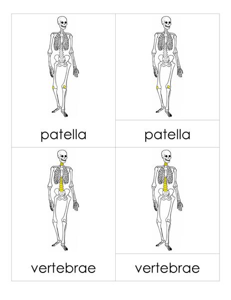 File:3PC Skeleton.pdf
