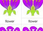 3PC Flower Parts pdf icon.jpg